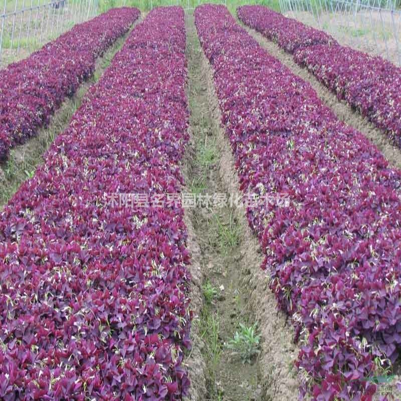 紫葉酢漿草苗圃基地江蘇大量紫葉酢漿草現(xiàn)苗等賣