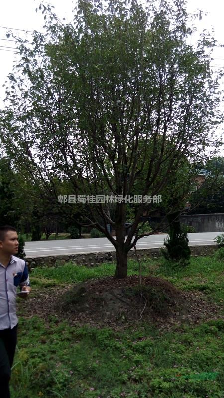 八棱海棠、熟貨八棱海棠、低分枝八棱海棠、精品八棱海棠