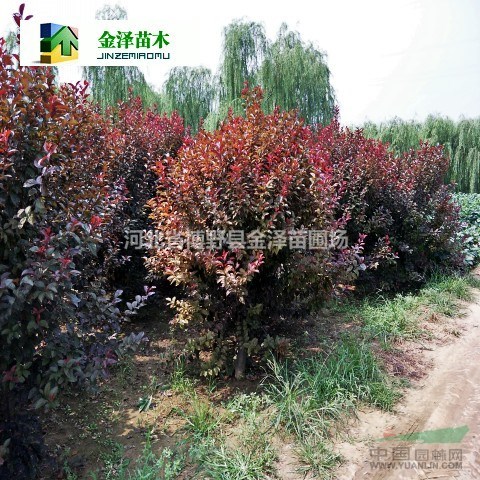 紅葉李_紅葉李價格_紅葉李圖片