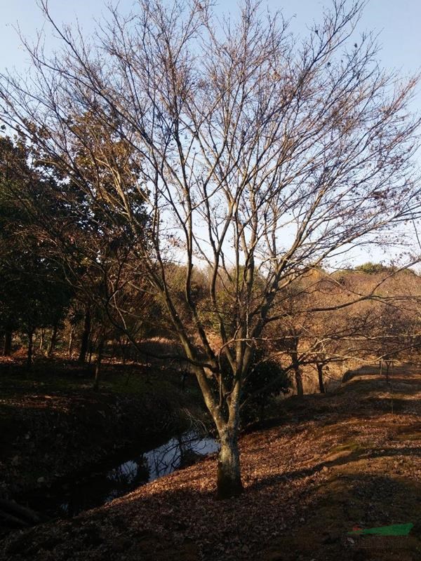 浙江地区3到20的垂丝，红枫，樱花出售