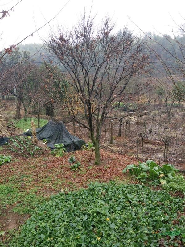 浙江地区3到20的垂丝，红枫，樱花出售