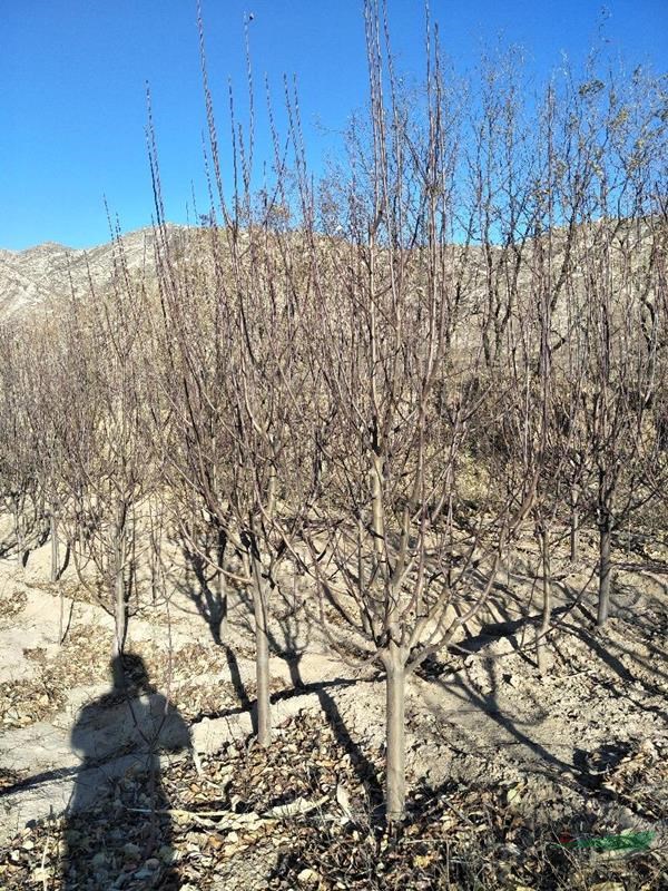 供應(yīng)張家口地區(qū)八棱海棠苗，八棱海棠1--40公分