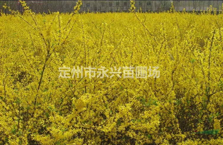 东北连翘供应商，东北连翘报价，东北连翘培养基地