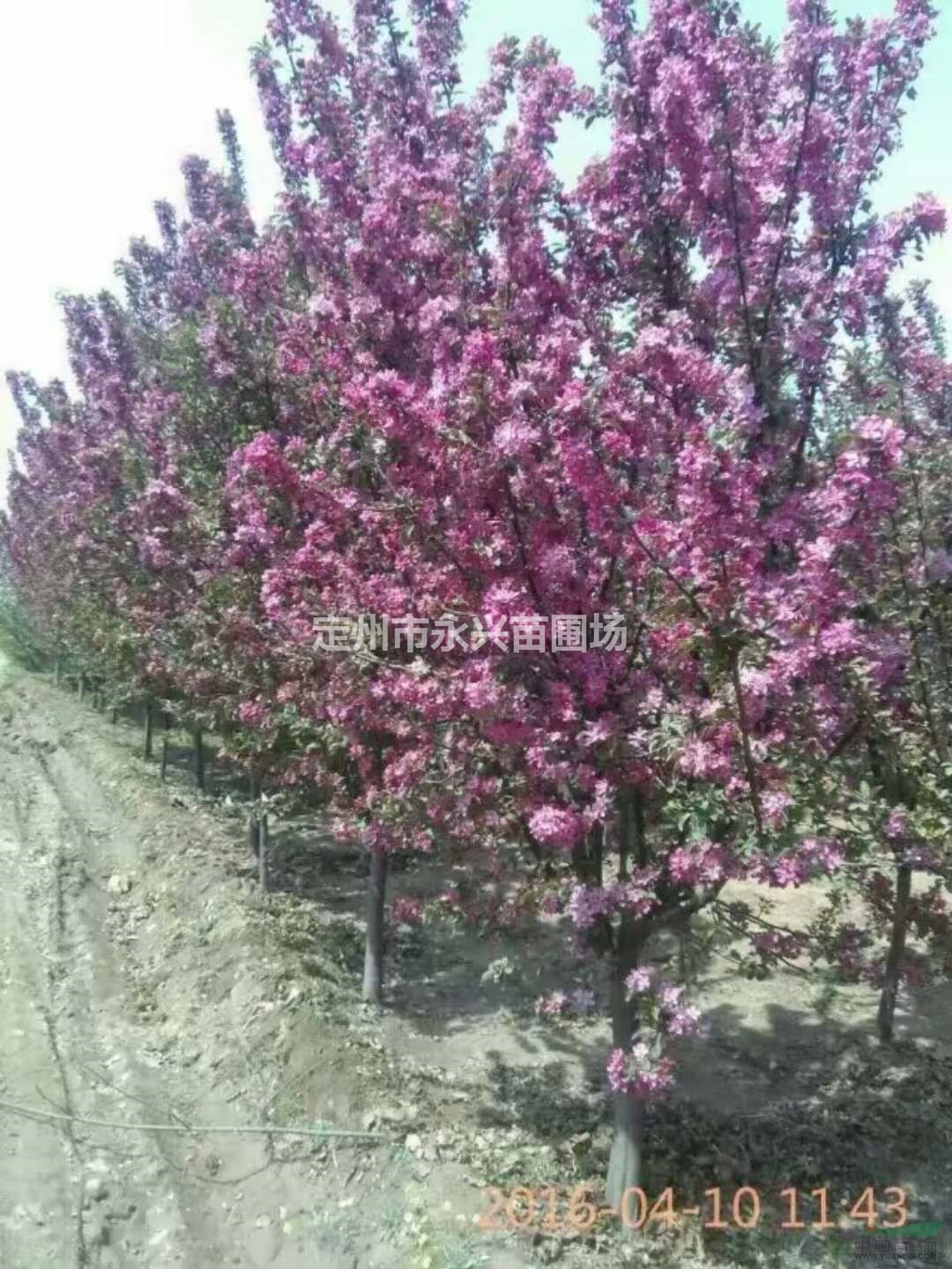 东北连翘供应商，东北连翘报价，东北连翘培养基地
