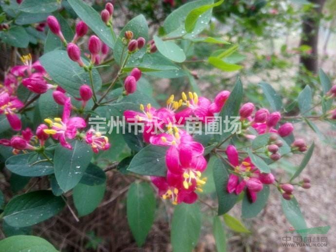 东北连翘供应商，东北连翘报价，东北连翘培养基地