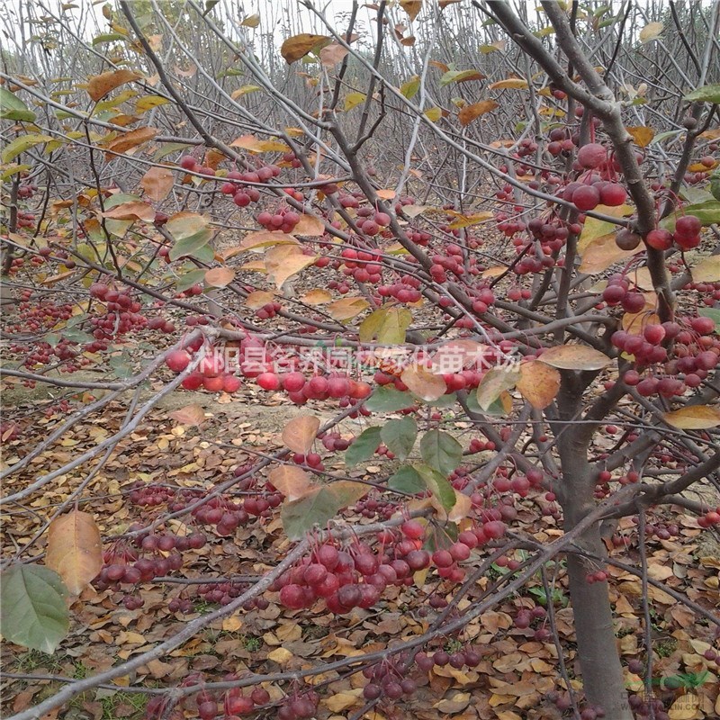 苗圃西府海棠小苗 紅寶石海棠 苗木批發(fā) 地被綠化