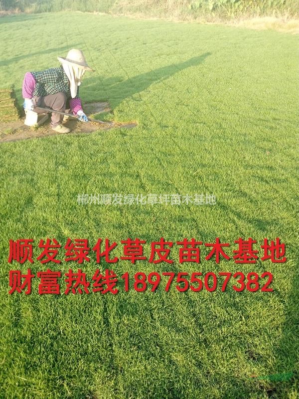 湖南郴州马尼拉草皮基地直供，大量出售马尼拉草坪，