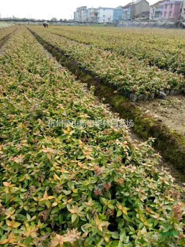 六道木 小杯六道木 蕭山大杯小杯苗 蕭山小苗批發(fā)配送 