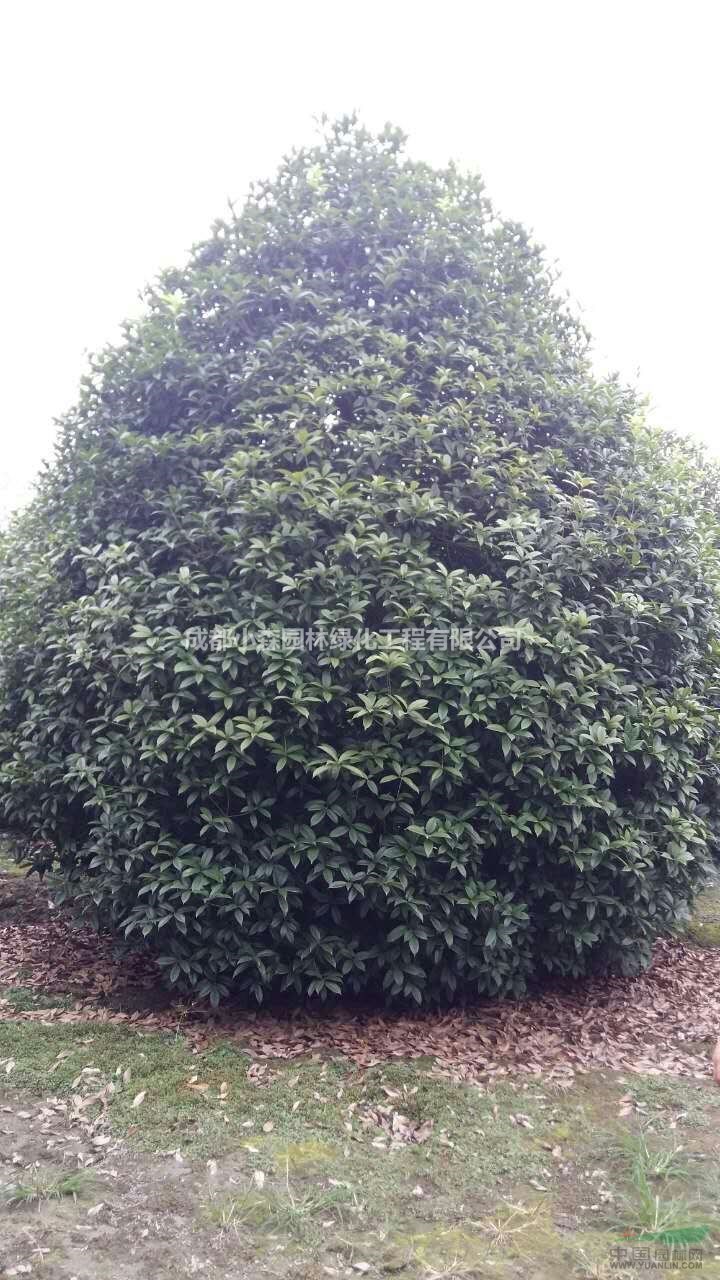 成都精品地籠桂花，低分枝桂花，桂花球，精品桂花球