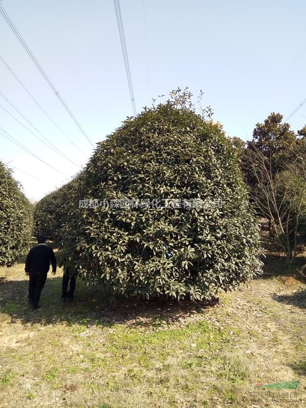 成都精品地籠桂花，低分枝桂花，桂花球，精品桂花球