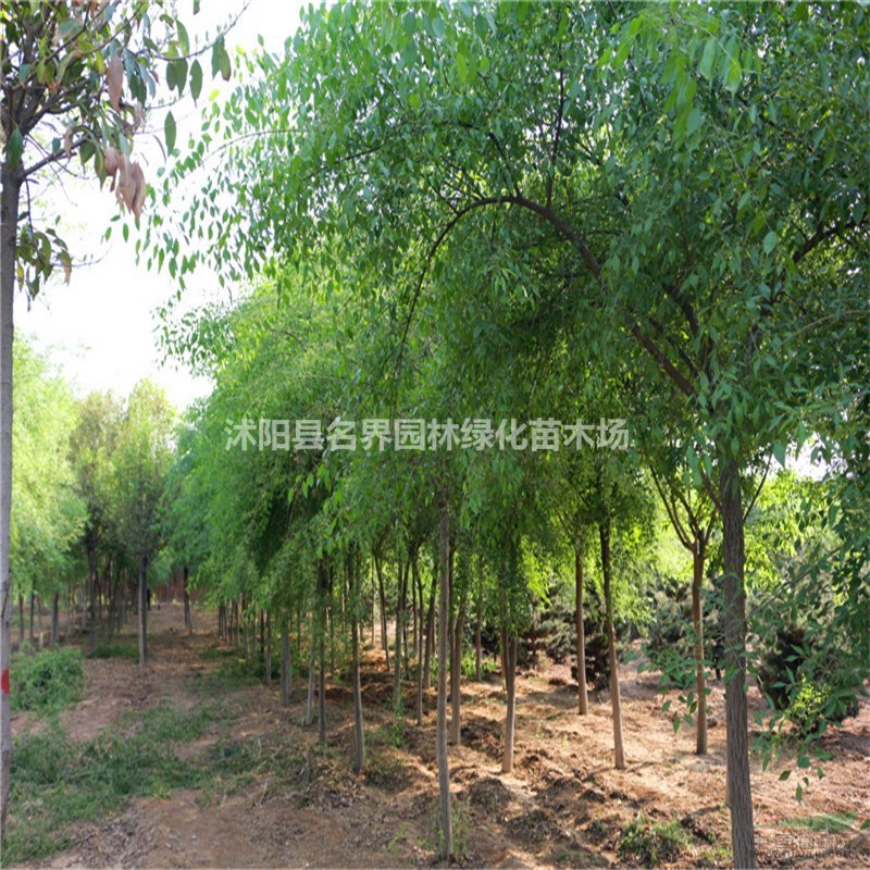 常年供應(yīng)絲棉木喬木批發(fā) 冠幅1-3公分 規(guī)格齊全 量大優(yōu)惠