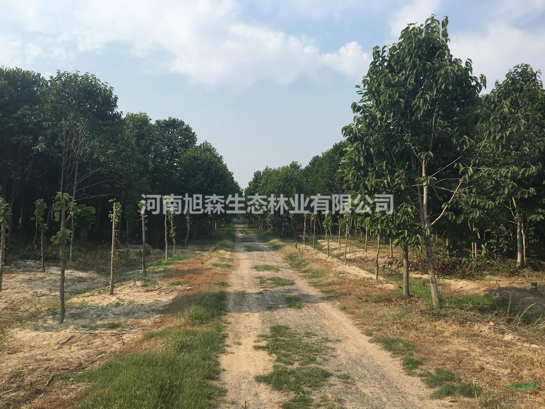 供應(yīng)紅玉蘭
