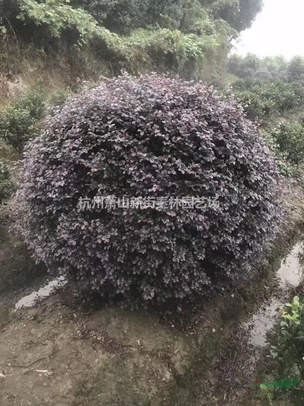 浙江紅花繼木1米-1.8球 可供上海紅花繼木球