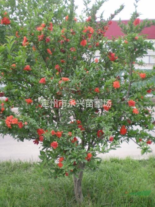 红叶小檗直销，红叶小檗球报价，红叶小檗量大优惠