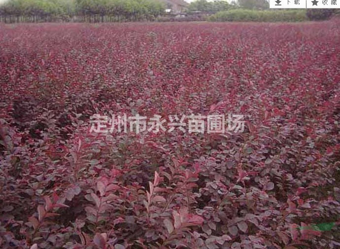 红叶小檗直销，红叶小檗球报价，红叶小檗量大优惠
