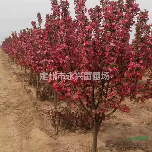 红叶小檗直销，红叶小檗球报价，红叶小檗量大优惠