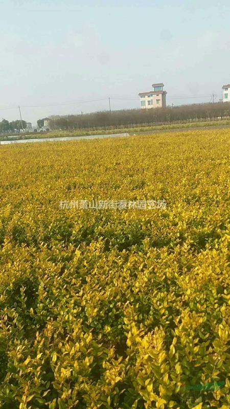 可供上海紅花繼木小杯 金森女貞小杯 蕭山大杯小杯苗農(nóng)戶直銷