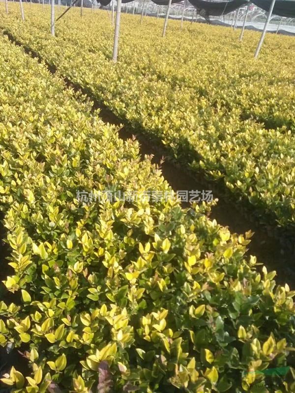 金森女貞小杯 金森女貞小杯價(jià)格 蕭山金森女貞基地