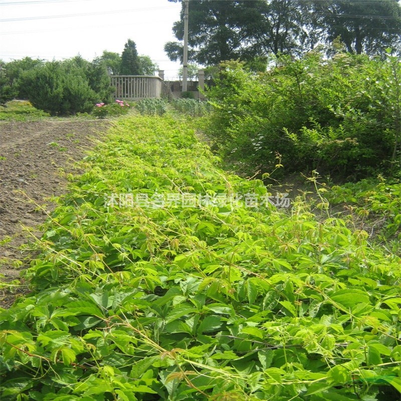 爬山虎基地江蘇特別多爬山虎現(xiàn)苗促銷