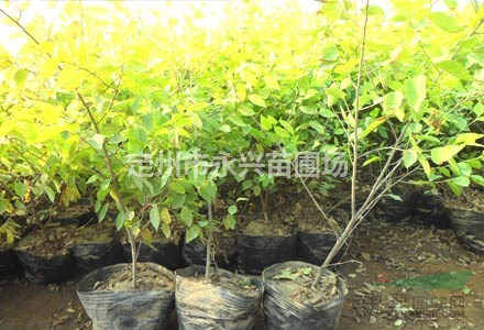 华北连翘价格，华北连翘种植基地，华北连翘批发量大优惠