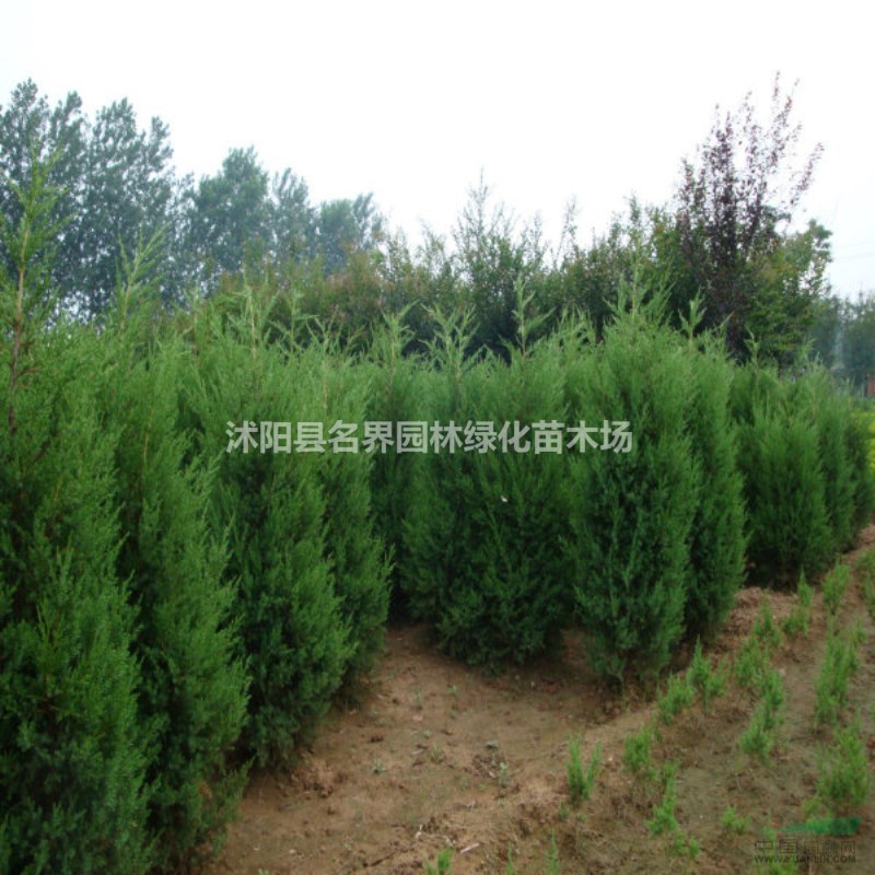 蜀檜基地江蘇海量蜀檜現(xiàn)苗等賣
