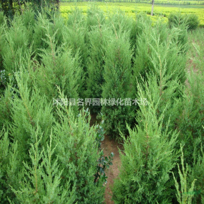 蜀檜基地江蘇海量蜀檜現(xiàn)苗等賣
