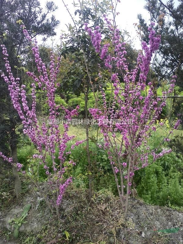 四川紫荆，巴杆红，丛生紫荆