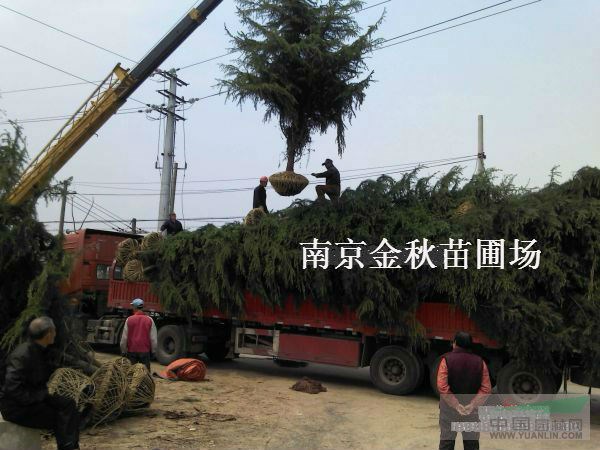 雪松6米高 冠徑3米價(jià)值多少