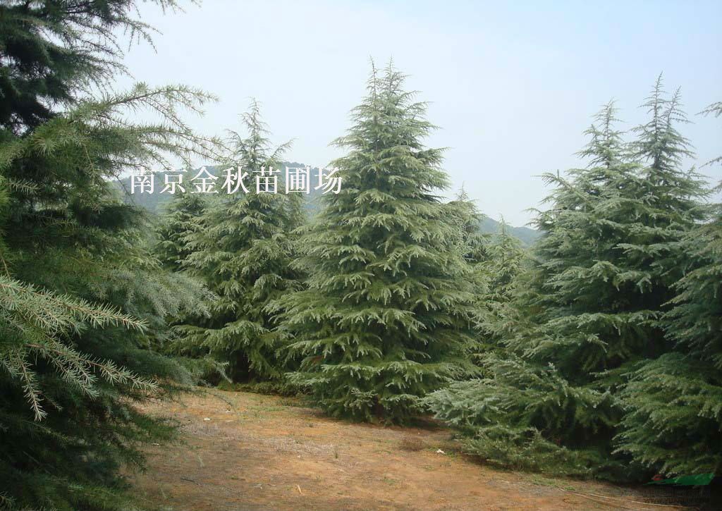 雪松6米高 冠徑3米價(jià)值多少