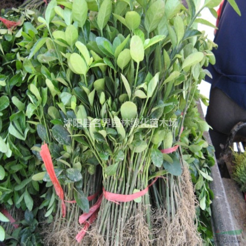 扶芳藤苗圃基地江蘇海量扶芳藤現(xiàn)苗低價(jià)待售