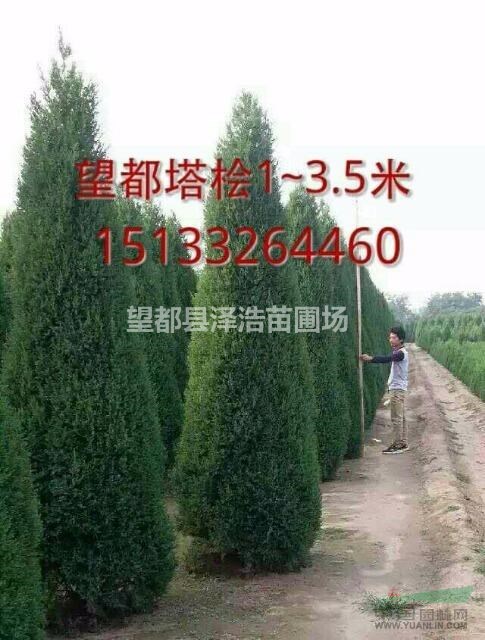望都塔檜望都塔檜小苗望都塔檜工程苗河北保定望都塔檜基地出售