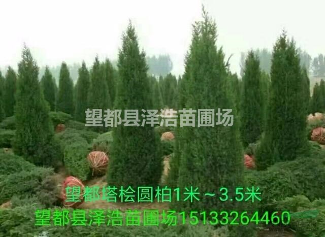 望都塔檜望都塔檜小苗望都塔檜工程苗河北保定望都塔檜基地出售
