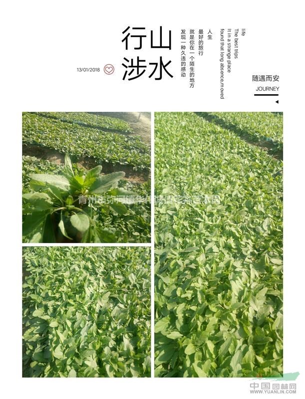 藍(lán)花鼠尾草價格山東藍(lán)花鼠尾草基地價格=農(nóng)戶種子=直銷價格