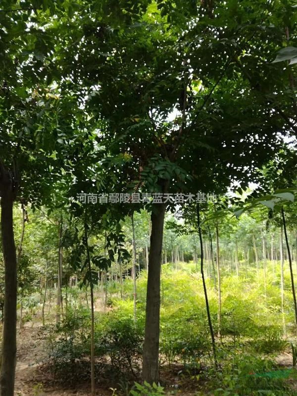 供應(yīng)各種規(guī)格欒樹_黃山欒樹基地_欒樹圖片_