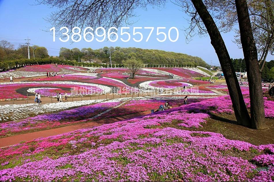 新上市花海苗芝櫻花價格芝櫻花基地小苗批發(fā)價格