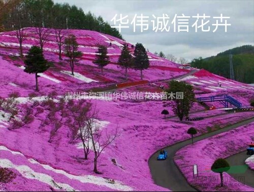 新上市花海苗芝櫻花價格芝櫻花基地小苗批發(fā)價格