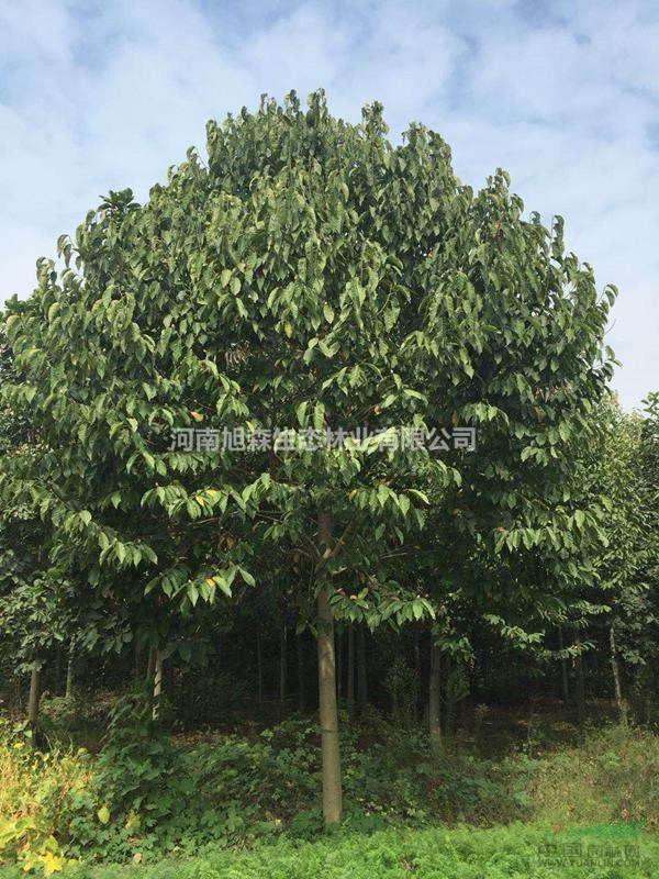 萬(wàn)畝玉蘭園工程苗