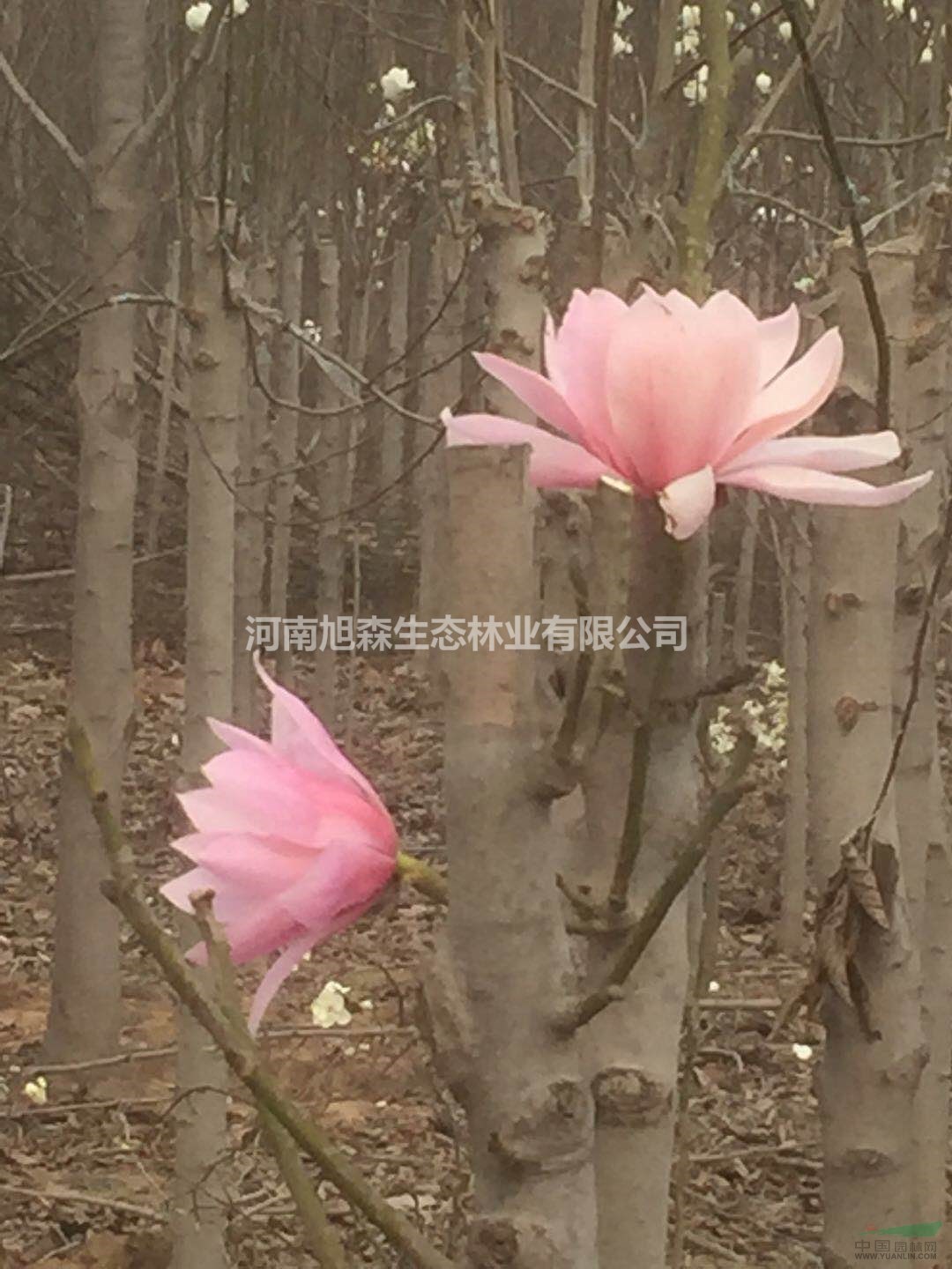 萬(wàn)畝玉蘭園工程苗