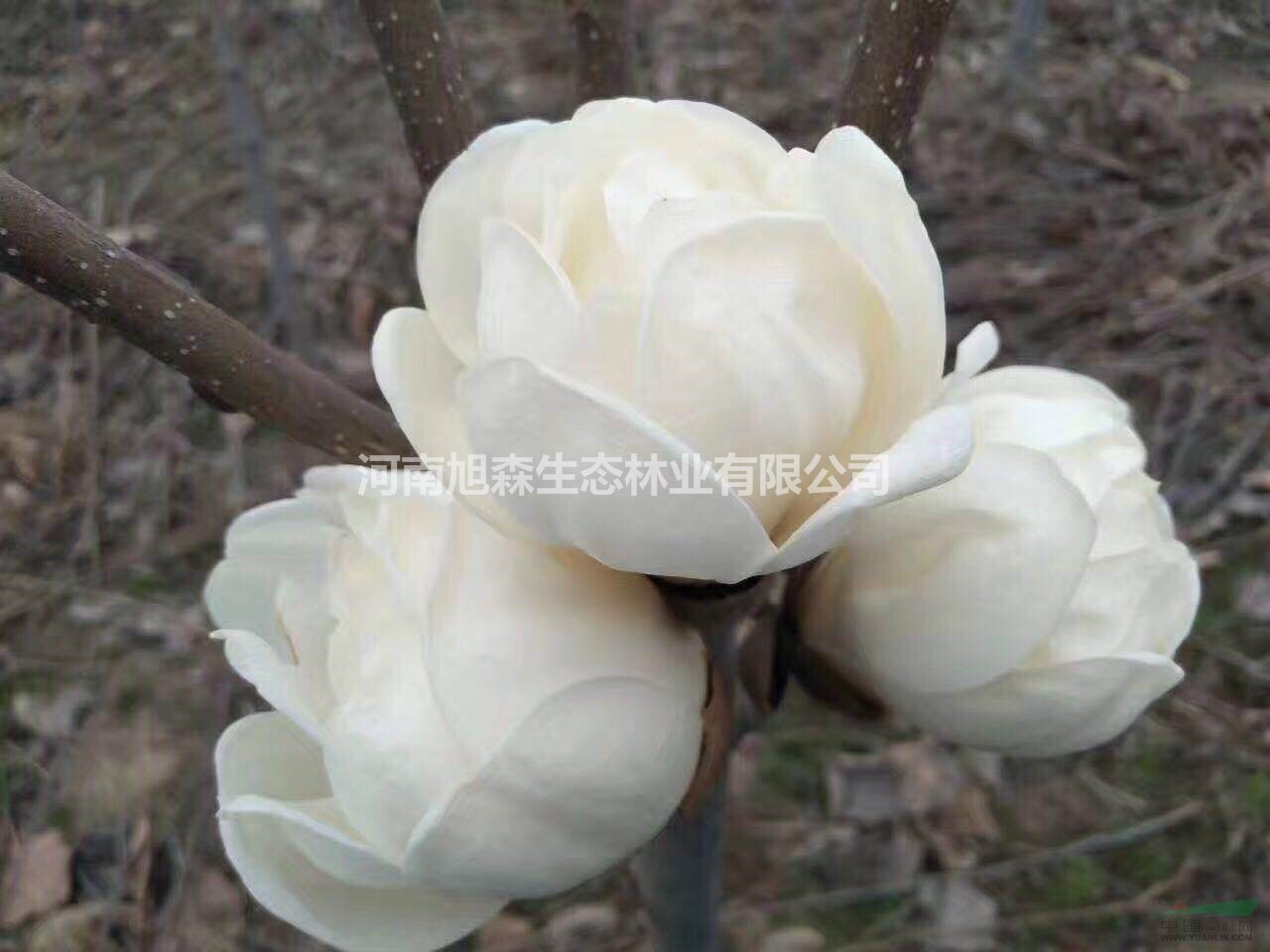 萬(wàn)畝玉蘭園供應(yīng)白玉蘭紅玉蘭工程苗
