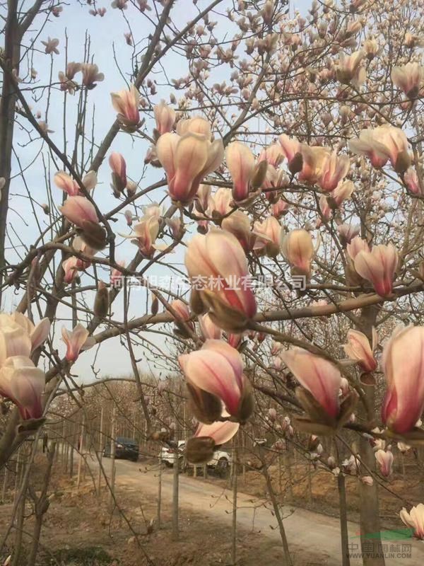 萬(wàn)畝玉蘭園供應(yīng)白玉蘭紅玉蘭工程苗