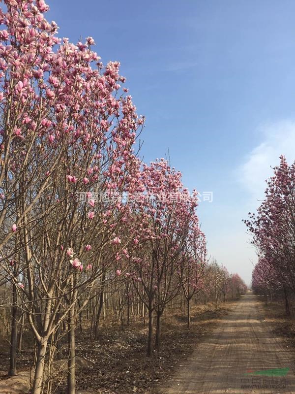 旭森萬畝玉蘭基地工程苗紅白黃紫廣玉蘭大量供應(yīng)
