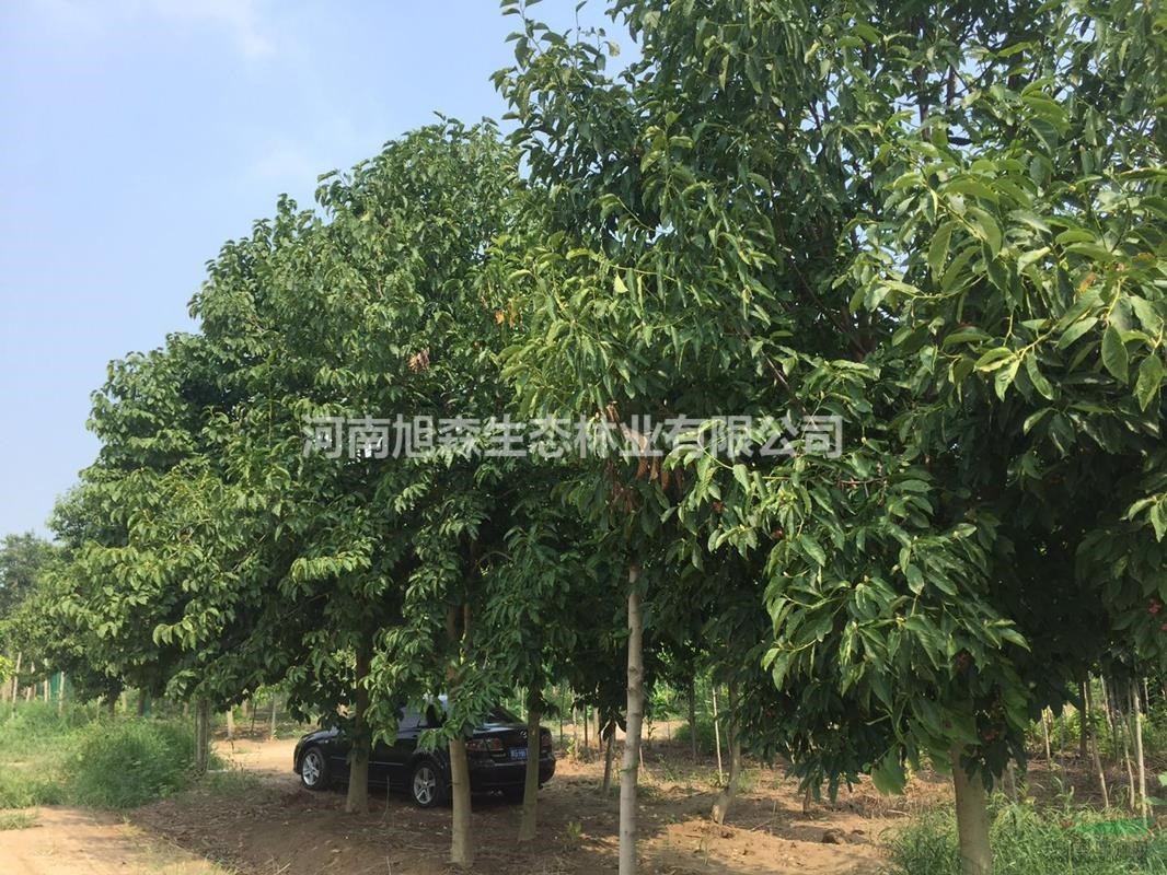 旭森萬畝玉蘭基地工程苗紅白黃紫廣玉蘭大量供應(yīng)