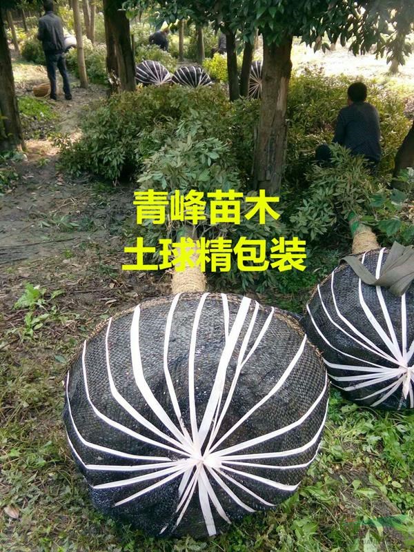 成都楠木價格 正宗金絲楠木基地 四川成都楠木樹價格