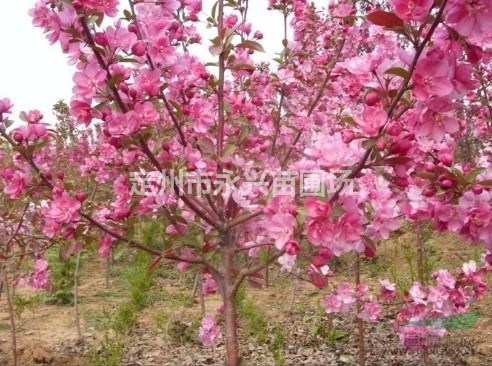 东北连翘厂家，东北连翘产地，东北连翘价格低首选永兴苗圃
