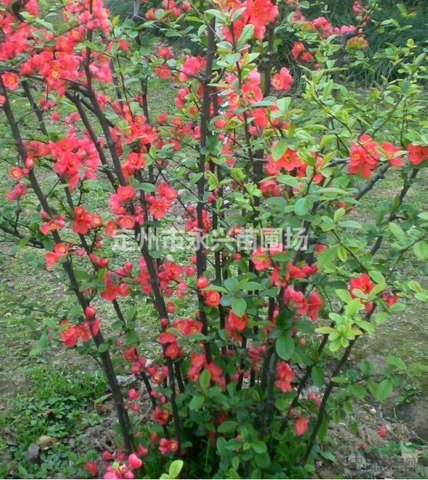 东北连翘厂家，东北连翘产地，东北连翘价格低首选永兴苗圃