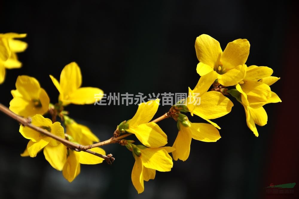 定州华北连翘，华北连翘价格，华北连翘直销