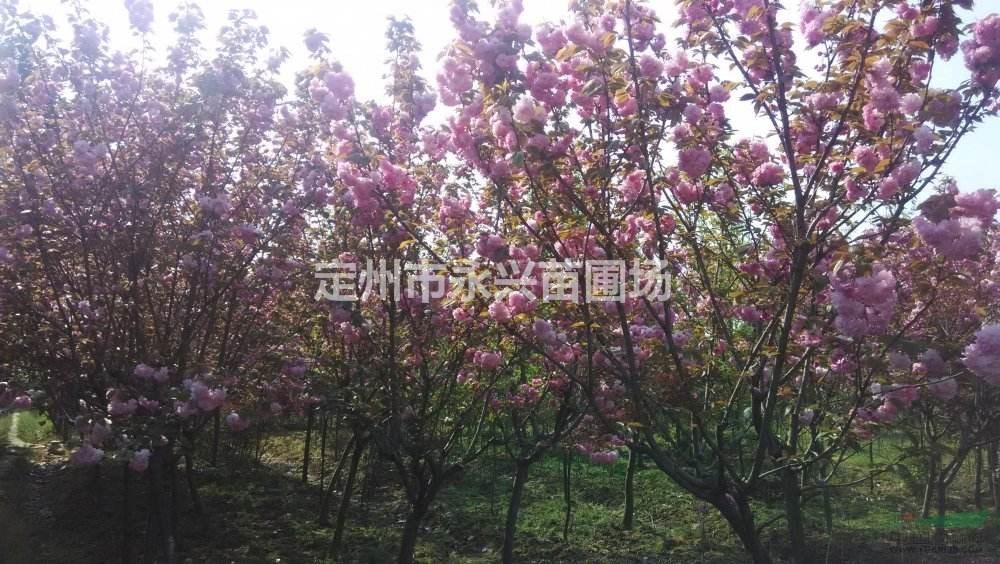 定州华北连翘，华北连翘价格，华北连翘直销