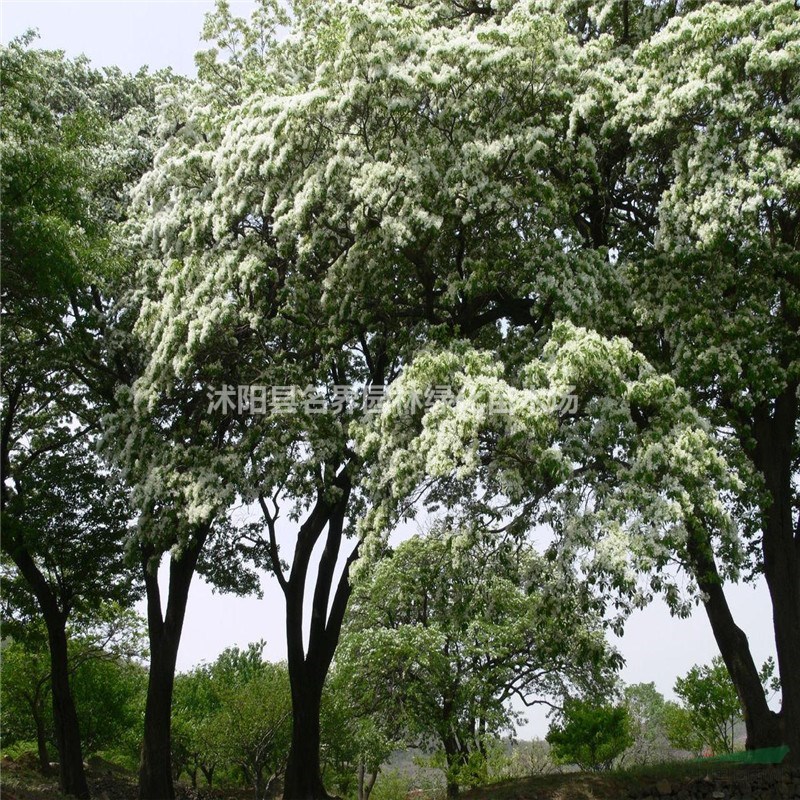 流苏树基地江苏特别多流苏树现苗抛售