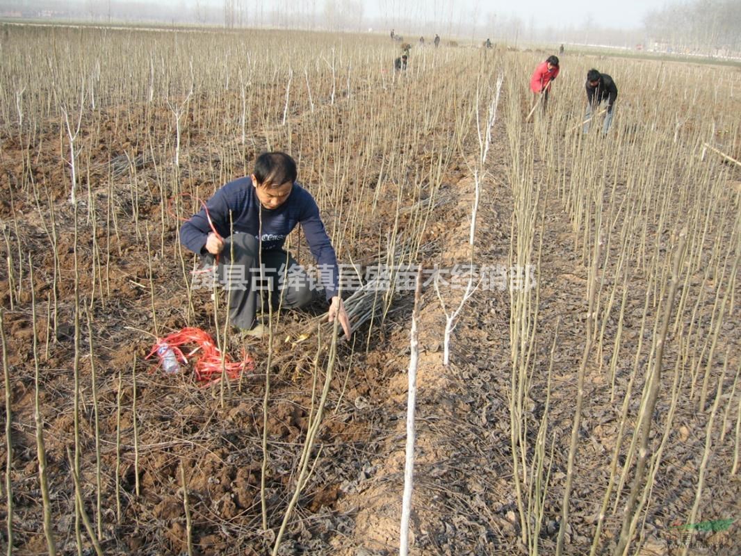 核桃苗多少錢一株？核桃苗基地，核桃苗批發(fā)