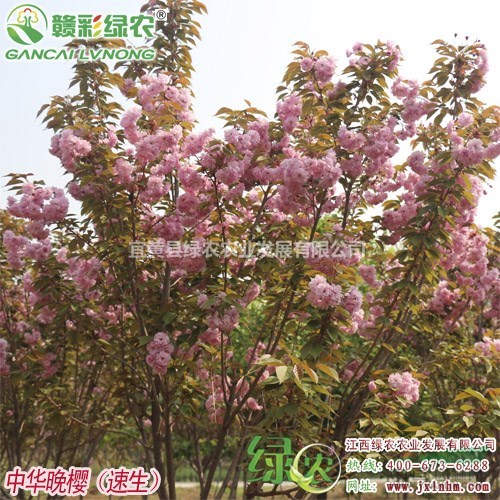 批發(fā)中華速生晚櫻 地徑1-10公分 嫁接櫻花兩年大苗櫻花苗圃